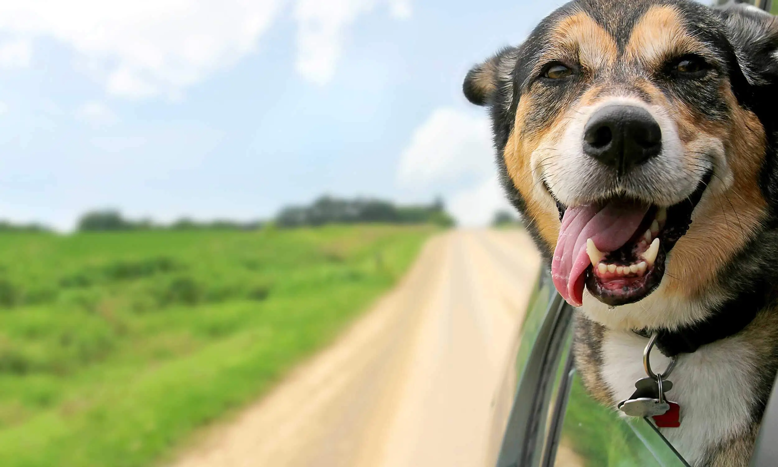 Happy dog riding in car on country road to Sniff & Wiggles, a top-rated Petaluma doggie daycare, training, and boarding resort