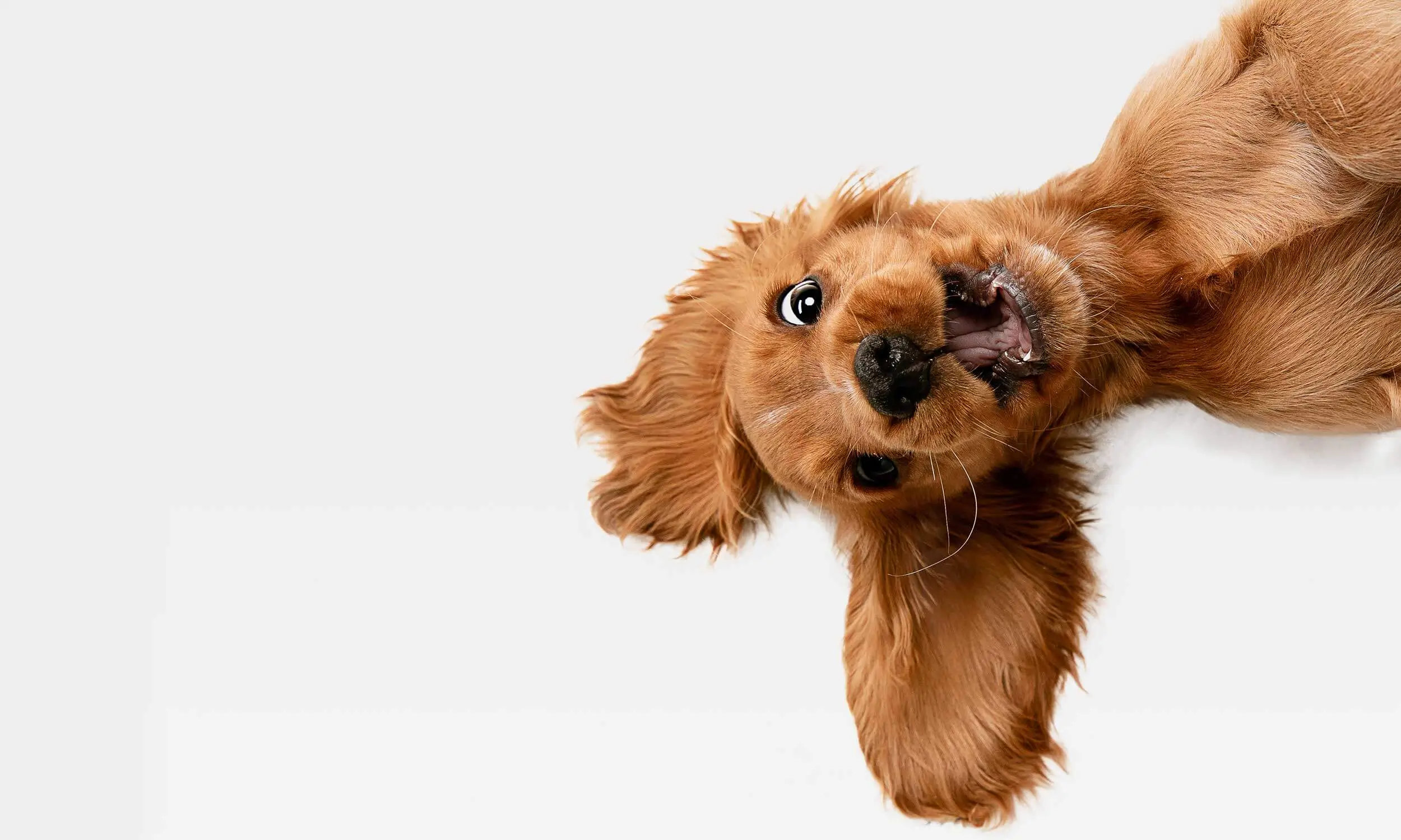 Playful puppy enjoying daycare at Sniff & Wiggles, a leading Santa Rosa doggie daycare, training, and boarding resort