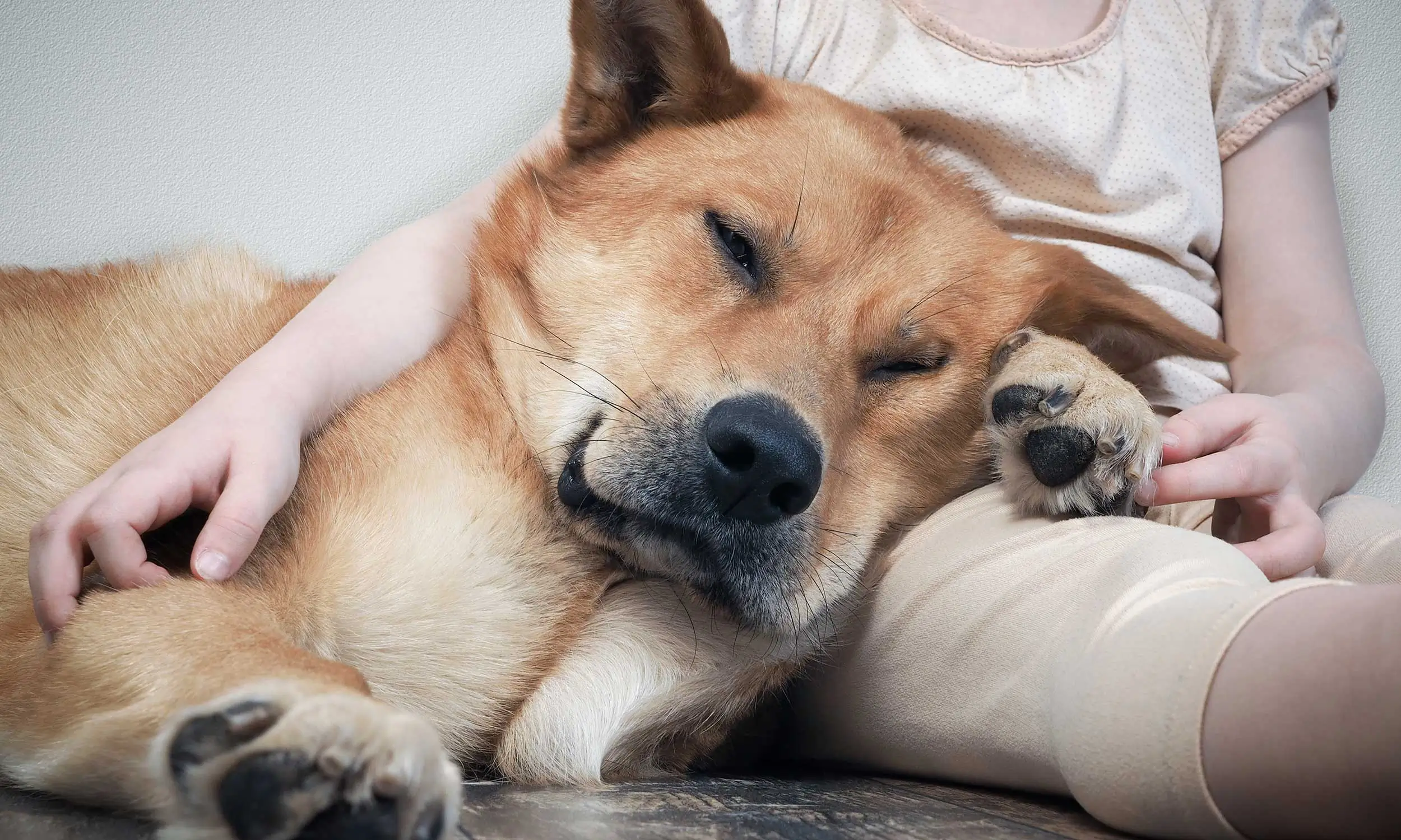 Content and relaxed dog cuddling with child at Sniff & Wiggles, offering the best doggie daycare, training, and boarding in Sonoma County