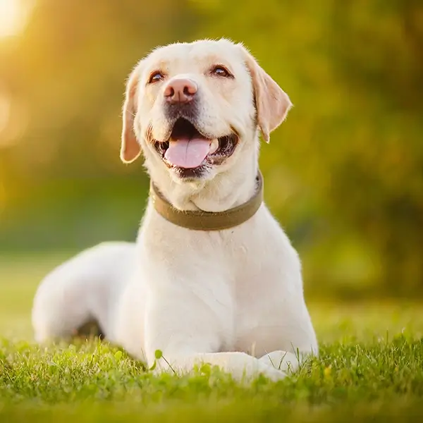 happy labrador retriever relaxing in the grass at doggy daycare in petaluma california