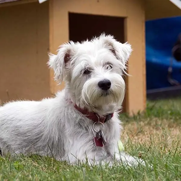 small white dog relaxing outside dog house at dog daycare in marin county california