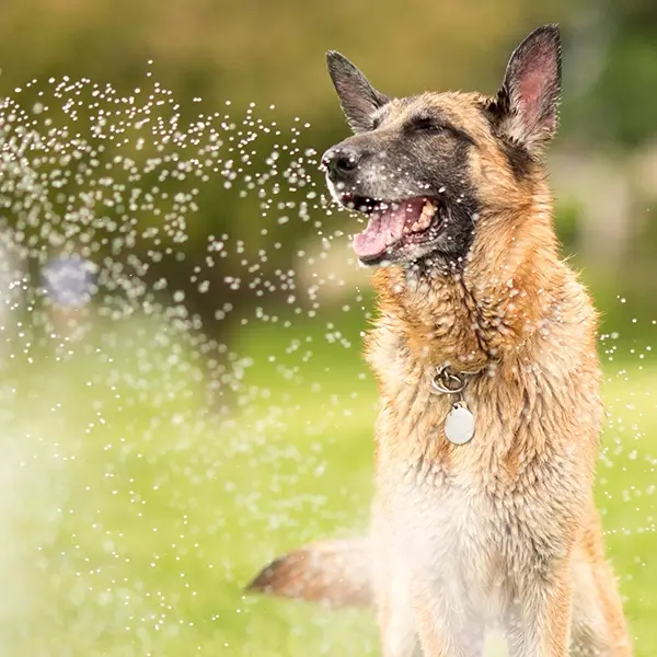 Dog Daycare - Rohnert Park Area