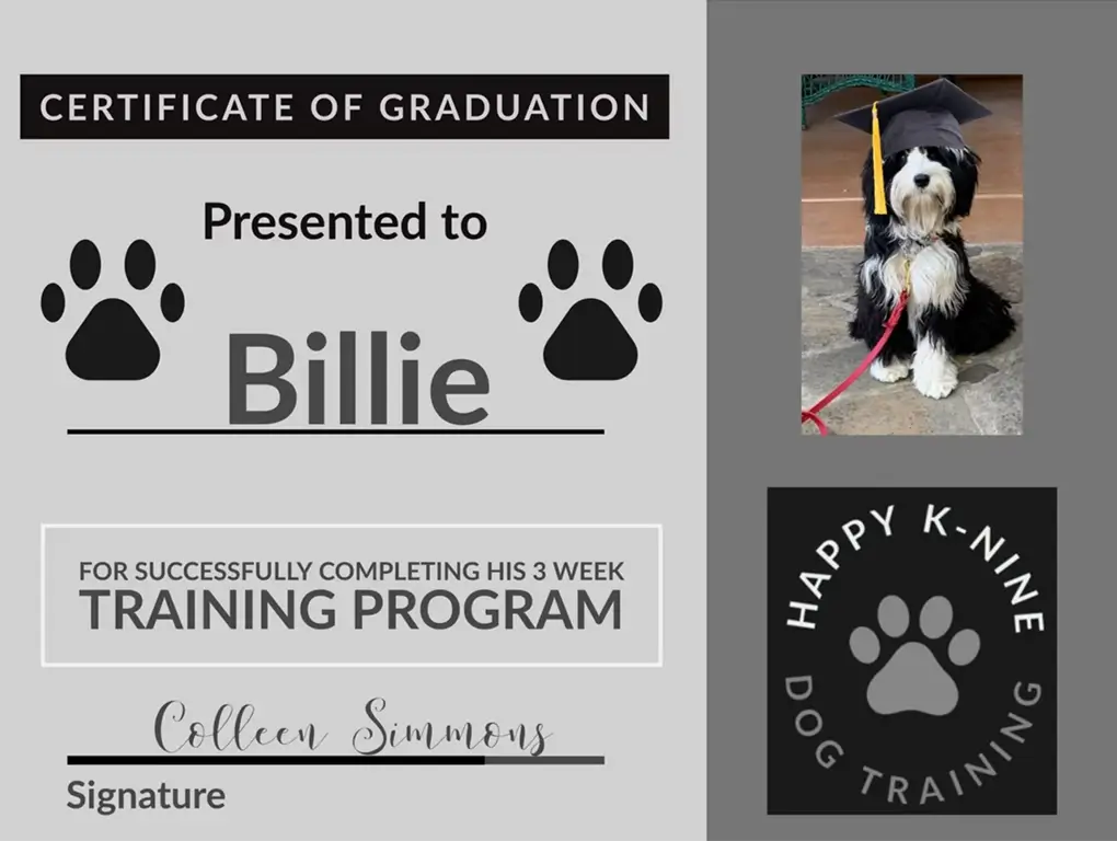 Boarding includes daycare