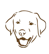 Large Dog Daycare Petaluma