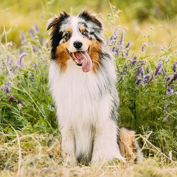 happy australian shepherd sitting in field at dog daycare in the north bay area california