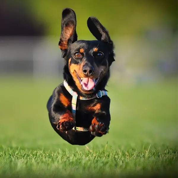 happy small dog running at full speed during playtime at dog daycare in sonoma county california