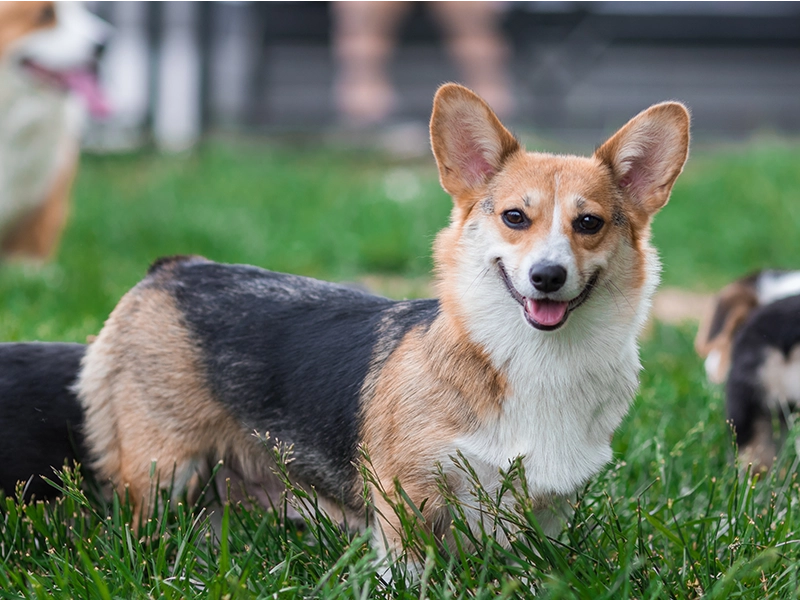 Sniff and Wiggles happy corgi standing on grass at dog daycare and dog boarding facility in petaluma california