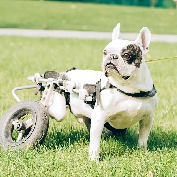 Special Needs Dog Daycare French Bulldog with a wheelchair harness enjoying outdoor time on grass at a special needs dog rescue and daycare in Petaluma