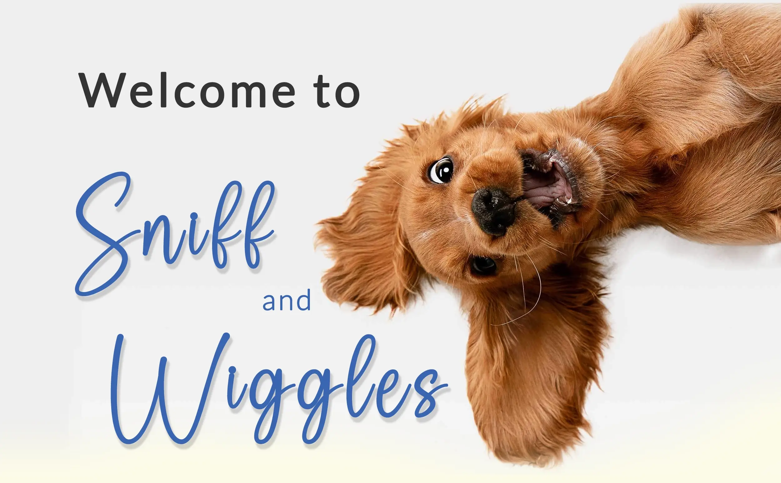 Dog at Sniff & Wiggles