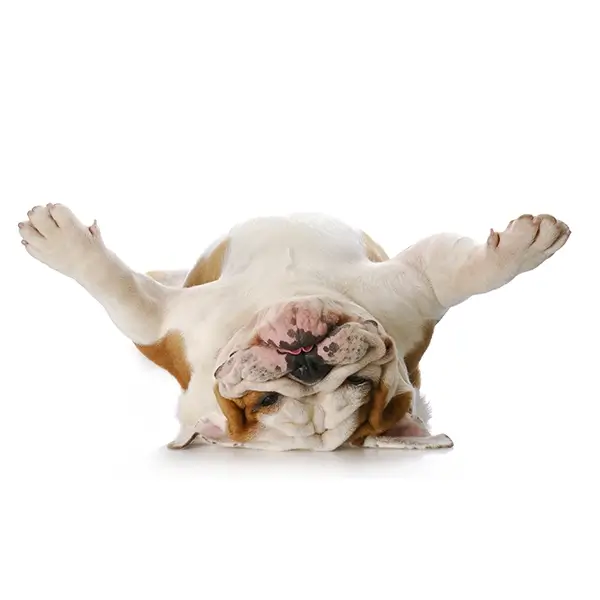 Playful English Bulldog lying on its back with paws in the air, symbolizing comfort and joy at Fur Angels Dog Rescue in Petaluma
