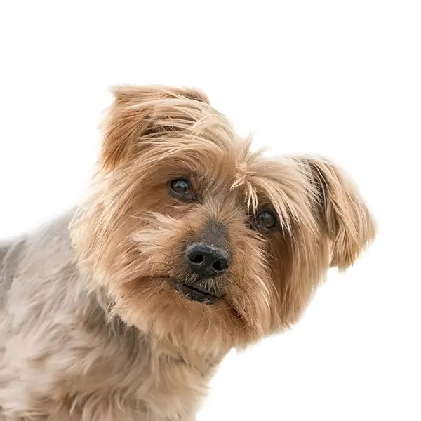 Close-up of a curious Yorkshire Terrier tilting its head against a white background, representing happy rescue dogs at Fur Angels Dog Rescue in Petaluma